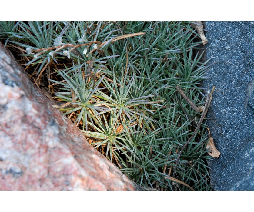 Prickly Thrift